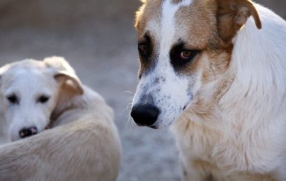 Grad Knin započinje postupak savjetovanja sa zainteresiranom javnošću o Nacrtu prijedloga Odluke o uvjetima i načinu držanja kućnih ljubimaca i načinu postupanja s napuštenim, izgubljenim i divljim životinjama